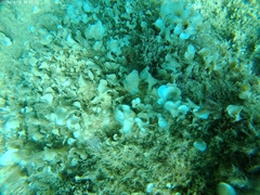 Padina pavonica