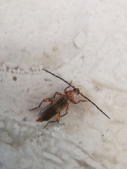 Phymatodes testaceus
