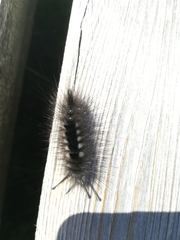 Lymantriinae