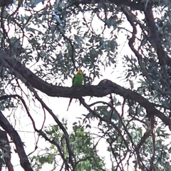 Polytelis swainsonii