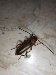 Phymatodes testaceus