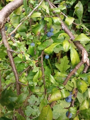 Prunus spinosa