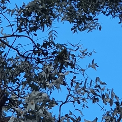 Polytelis swainsonii