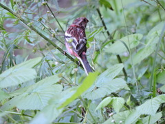 Carpodacus sibiricus
