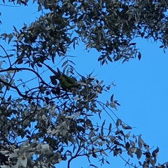 Polytelis swainsonii