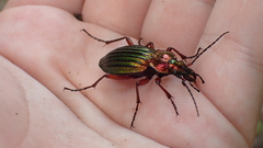Carabus auronitens