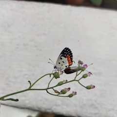 Talicada nyseus