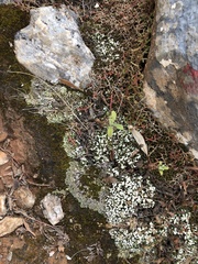 Cladonia