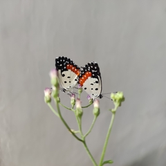 Talicada nyseus