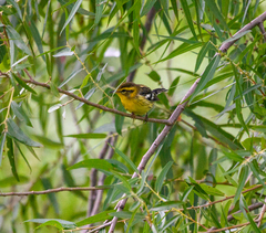 Setophaga fusca