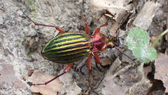 Carabus auronitens