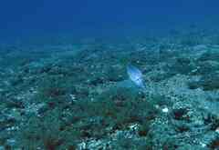 Pseudocaranx dentex
