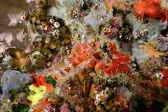 Scorpaena maderensis