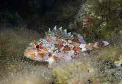 Scorpaena maderensis