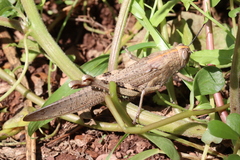 Anacridium aegyptium