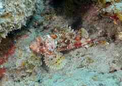 Scorpaena notata