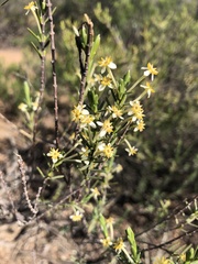 Struthiola leptantha