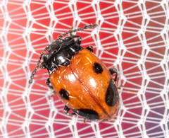 Endomychus biguttatus