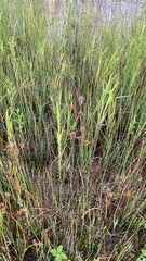 Juncus torreyi
