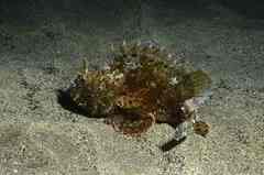 Scorpaena porcus