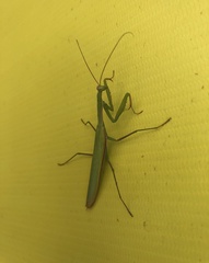 Mantis religiosa