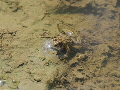Bombina variegata