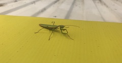 Mantis religiosa