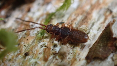 Uleiota planata