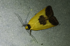 Ageletha hemiteles