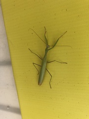 Mantis religiosa
