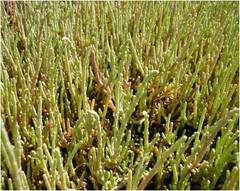 Salicornia perennis