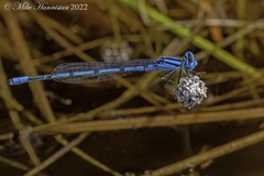 Enallagma doubledayi