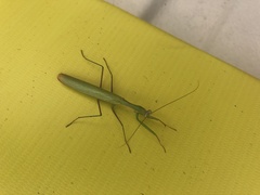 Mantis religiosa