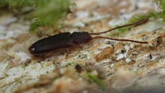 Uleiota planata