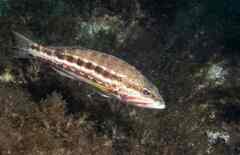 Serranus cabrilla