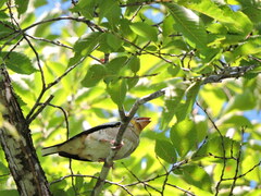 Coccothraustes coccothraustes