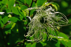 Clematis occidentalis
