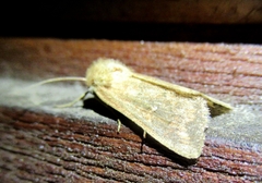 Mythimna