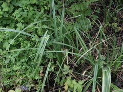 Carex riparia