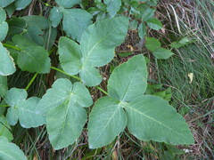 Laserpitium gaudinii