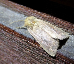Mythimna
