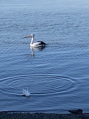 Pelecanus conspicillatus