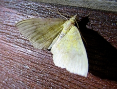 Camptogramma bilineata