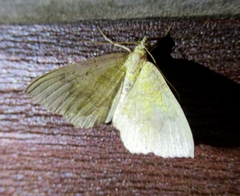 Camptogramma bilineata