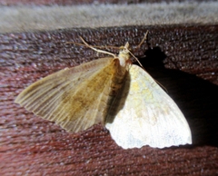Camptogramma bilineata