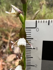 Prasophyllum brevilabre