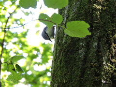 Sitta europaea