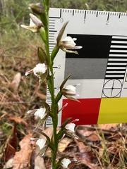 Prasophyllum brevilabre