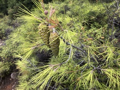 Pinus