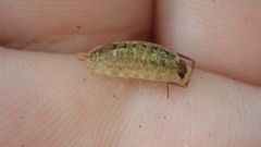Porcellio monticola